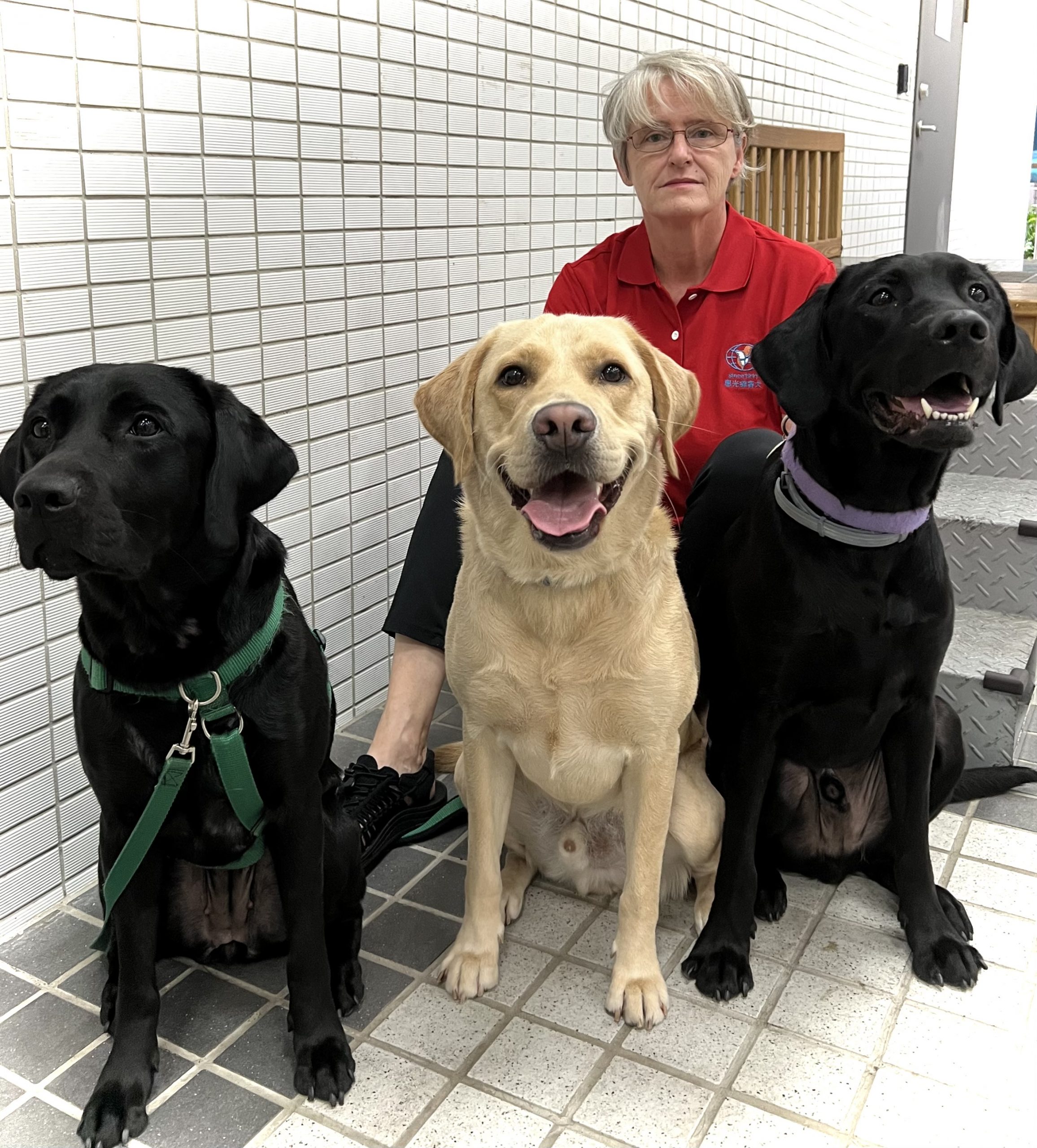 female kneeling behind 3 sitting labradors
